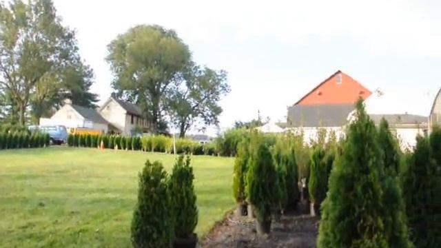 Giving a hair cut to thuja plicata смотреть онлайн