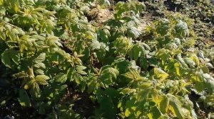 схема подкормок малины и ежевики, выращивание малины сорт Гусар, выращивание малины сорт Полька.