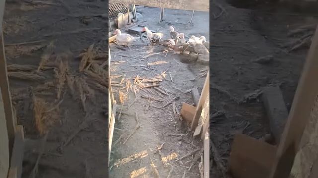 утки несуться,кладка яиц началась ) февраль 21число ,молодые индоутки.