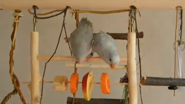 Грызуны (воробьиные попугаи) смотреть онлайн