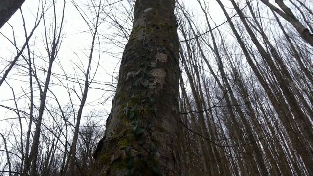 Поход вдоль горной реки | Пейзажи для релаксации | Утопил камеру смотреть онлайн