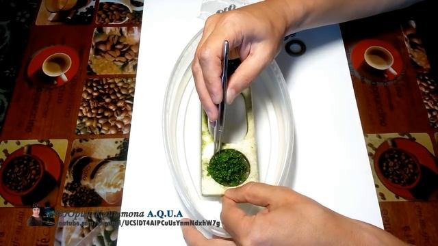 Как надежно Закрепить и Укоренить Почвопокровные растения в грунте. Часть 2. Аквариум для начинающи смотреть онлайн