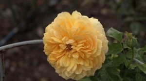 парковая роза жоэль маруани, питомник роз полины козловой rozarium.biz,  роза с яркой окраской