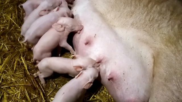 Опорос свиньи ,свиноматки Раисы. Как прошёл опорос и сколько поросят привела!!! смотреть онлайн