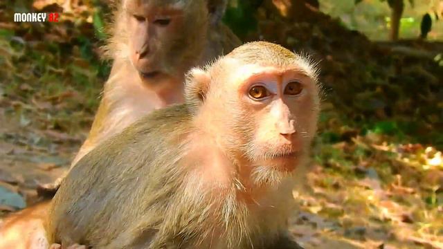 Beautiful Baby Astra Plays Very Aggressive Monkey, Super Play Baby смотреть онлайн
