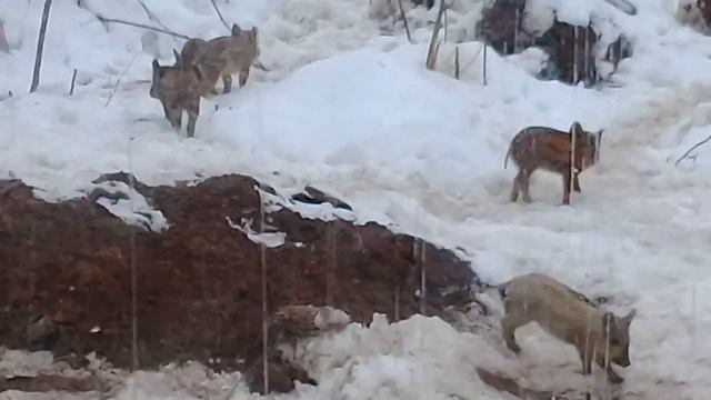 Вот так живут кабыны!!! Подкормочная площадка весна 2019 смотреть онлайн