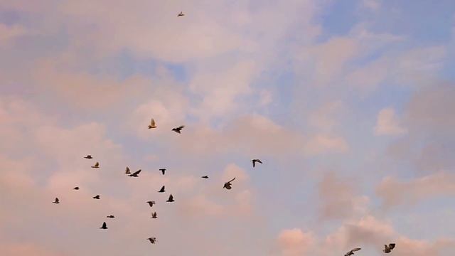 Игровые голуби! В гостях у Акмала! Город Самарканд. Голуби Узбекистана! смотреть онлайн