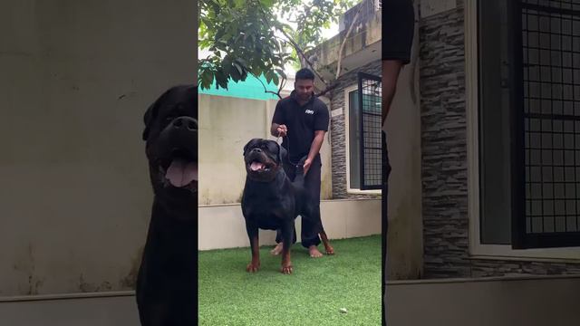 Big giant Boy... Bugzy f.h Menidic. Serbian Rottweiler. смотреть онлайн