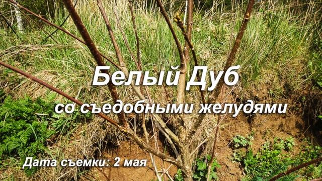 Когда просыпаются орехи? смотреть онлайн
