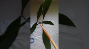 Пахистахис.Размножение.