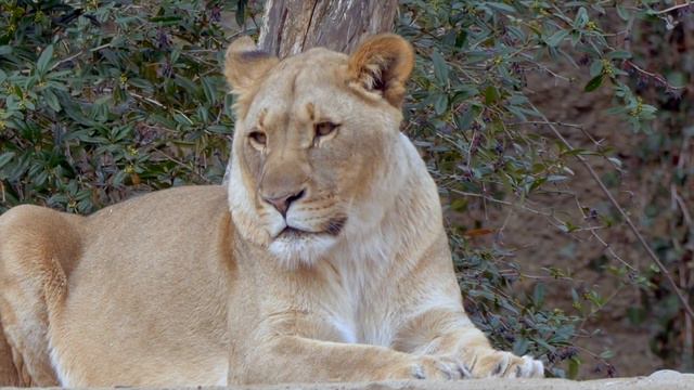 ELTON JOHN: HAKUNA MATATA from Disney's The Lion King Performed on Piano смотреть онлайн