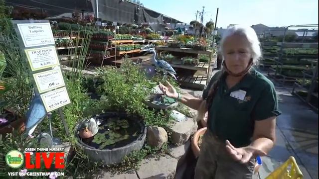 Pond Plants & Water Plants Tips & Care with Kathy at Green Thumb Nursery смотреть онлайн
