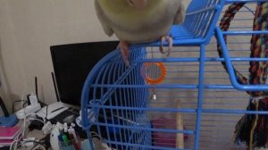 КОРЕЛЛА Как легко выпустить попугая из клетки. Как поймать не ручного попугая Кореллу. Как приручит