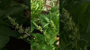 Какой сорт шпината самый лучший?