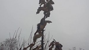 Обрезаю колоновидную яблоню. Часть 2. Основные правила  и нюансы обрезки колоновидных деревьев.