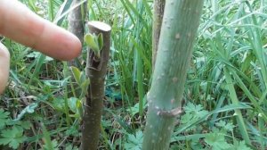 Результаты летней прививки - окулировки яблони, алычи и груши. Обрезка после прививки