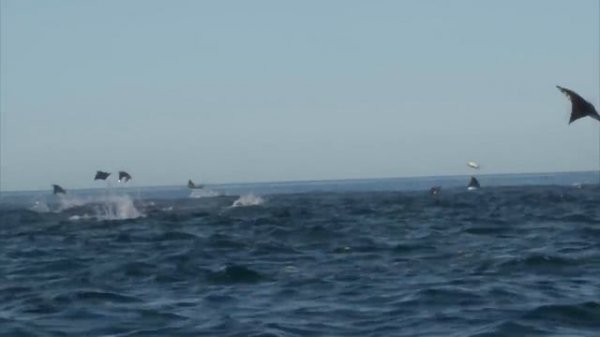 Manta Rays Jumping