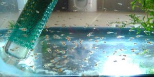 Аквариум для начинающих Мальки петушков Halfmoon Dambo Кормление коловраткой