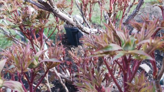Peony pre-blooming season in zone 5 смотреть онлайн