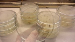 Подготовка семян томатов к посеву | Обеззараживание (дезинфекция, протравливание) семян БЕЗ ОШИБОК