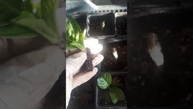 Гортензии и черенки после зимы в подвале. Осеннее черенкование гортензий.