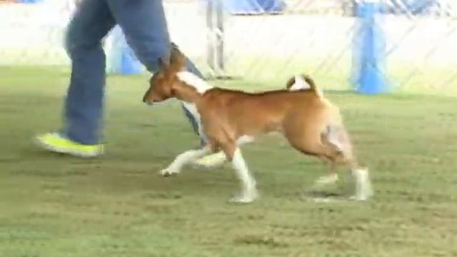 AM.CH. Klassic's Git R Done - "Larry" - Basenji - Fevereiro 2009 смотреть онлайн