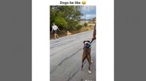 What’s your name? Funny dog meme/ TikTok