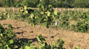 Саженцы фундука сорт Трапезунд. Питомник Трапезунд-Крым.