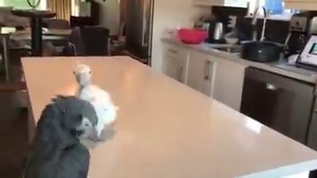 Счастье -это состояние души! Попугай Гоффина. смотреть онлайн