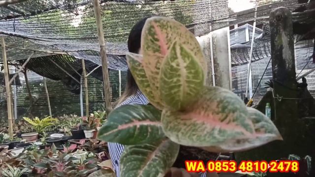 OBRAL AGLONEMA ... EDISI AGUSTUS. PAKET MERAH PUTIH..!!! смотреть онлайн