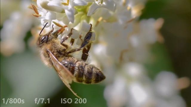 Nikon d5300 + Sigma 105mm f/2.8 EX DG macro OS - insect photography (sample photo video) смотреть онлайн