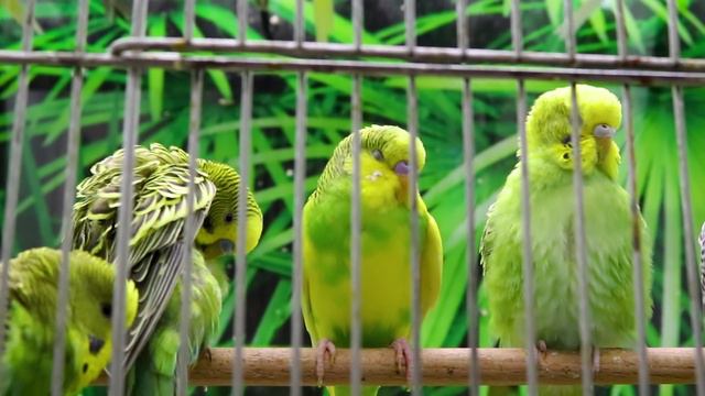 Budgie Names - The Meaning of the Word Budgerigar смотреть онлайн