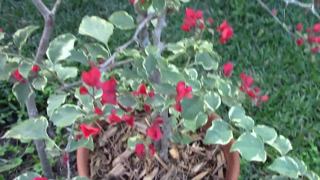 Florida Backyard Garden Tour: Flowers, Fruit Trees, Vegetables, Birds, Sky - GardenQ 20170401 Up смотреть онлайн