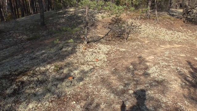 Поход за грибами с Изулой смотреть онлайн