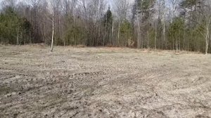 На черничный хутор приехали землемеры и пчеловод . Нам одобрили 1 га земли ! Садим деревья в лесу .