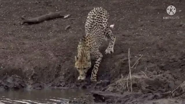 Гепард подошёл к водоёму попить воды, но то что произошло через мгновенье, не укладывается в голове смотреть онлайн
