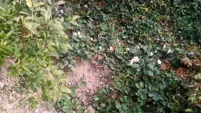 Отправить(5) смотреть онлайн