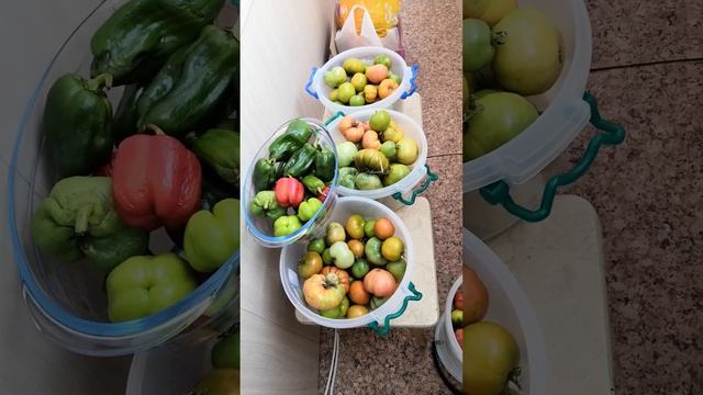 кас сохранить урожай томатов до декабря. смотреть онлайн