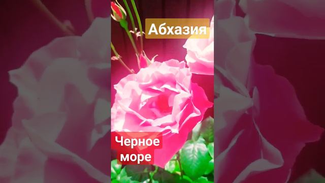 Прилетели в Абхазию. #море #май #абхазия #отдых смотреть онлайн