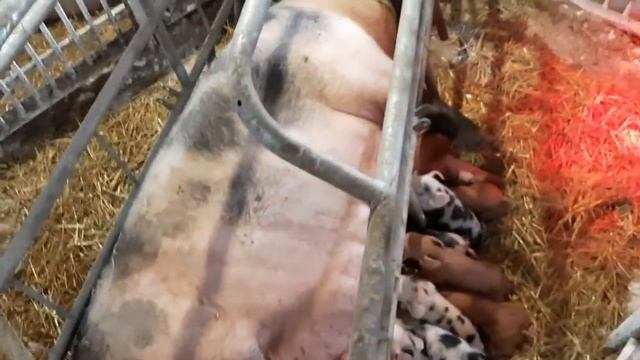 Очень БОЛЬШИЕ новорожденные ПОРОСЯТА. ШАШЛЫЧОК . смотреть онлайн