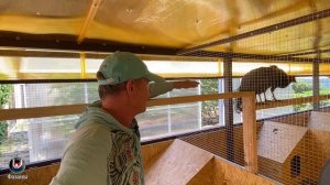 ФАЗАНЫ.ВОЛЬЕР ДЛЯ ФАЗАНОВ 3.AVAILABLE FOR PHASANES 3.КЛЮЧЕВЫЕ МОМЕНТЫ.