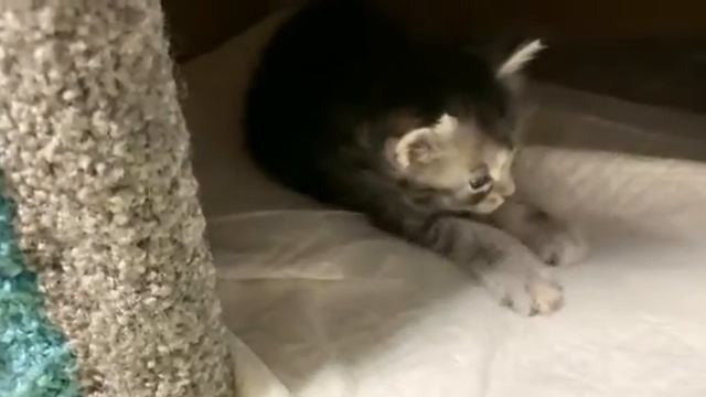 Котята Мейн Кун 1 месяц. смотреть онлайн
