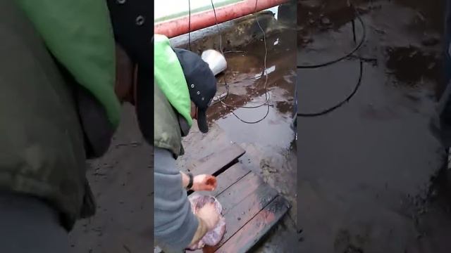 Разделка рыбы зубатка смотреть онлайн