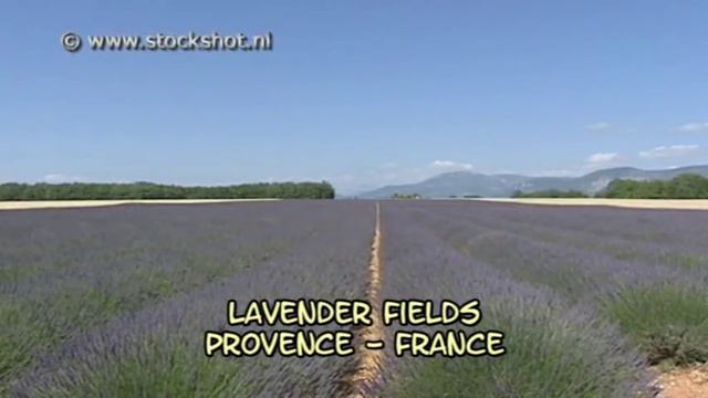 lavender fields - provence - france смотреть онлайн