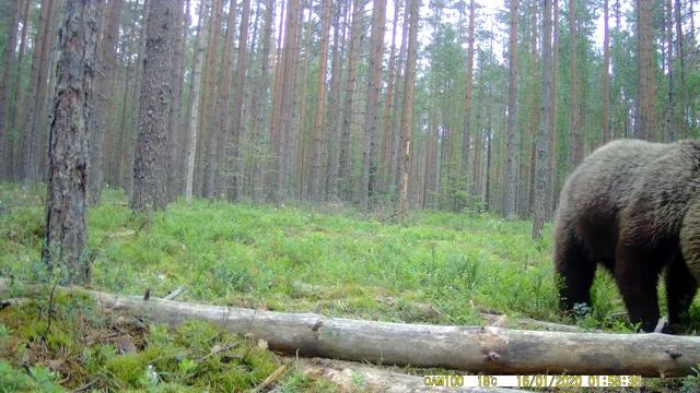 Кормили кабана. А прикормили медведя. смотреть онлайн