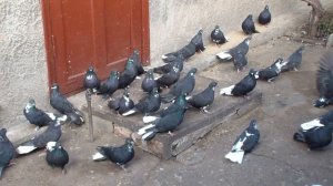 ГОЛУБИ    У    СЛАВИКА  ДИМИТРОВ