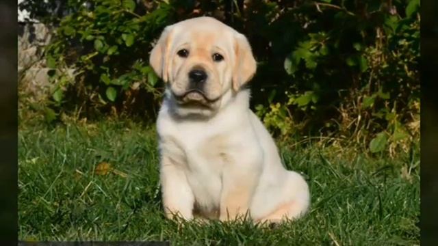 Палевые щенки лабрадор ретривер! смотреть онлайн