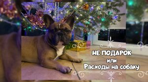 Расходы на французского бульдога