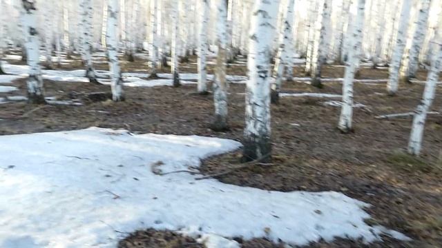 Березовый сок, Петропавловск смотреть онлайн