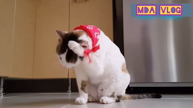 Beutifull cat Amazing cat Nice cat смотреть онлайн